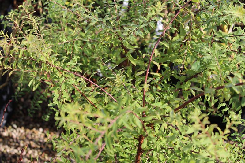 Spiraea arguta-7505