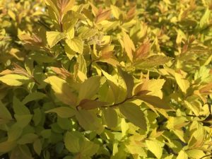 Spiraea japonica 'Gold Mound'-0