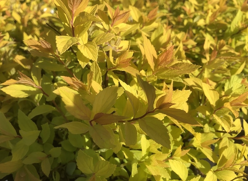 Spiraea japonica 'Gold Mound'-0