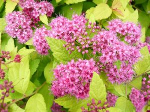 Spiraea japonica 'Magic Carpet'-0