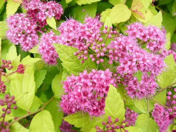Spiraea japonica 'Magic Carpet'-0