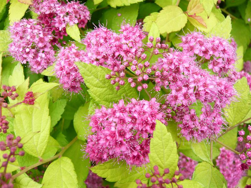 Spiraea japonica 'Magic Carpet'-0