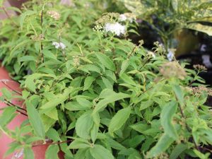 Spiraea japonica 'Shirobana'-0