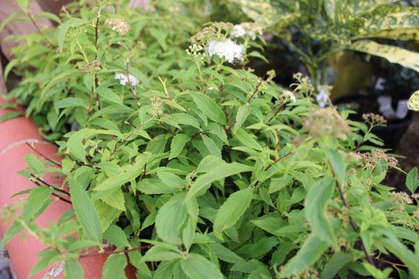 Spiraea japonica 'Shirobana'-0