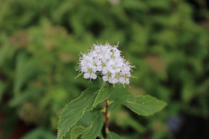 Spiraea japonica 'Shirobana'-7508