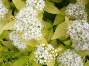 Spiraea japonica 'White Gold'-0