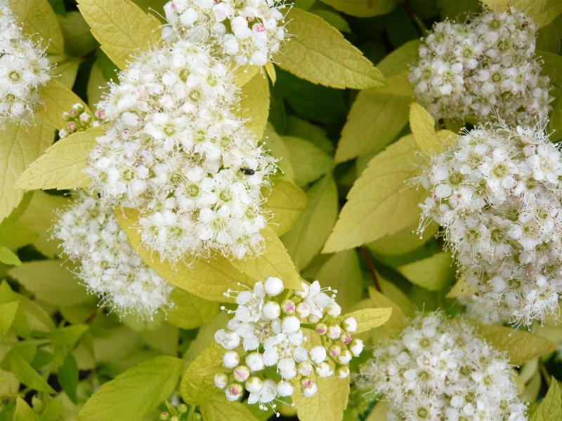 Spiraea japonica 'White Gold'-0