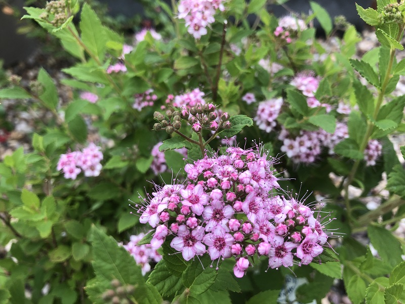 Spiraea japonica 'Little Princess'-0