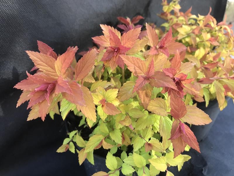 Spiraea japonica 'Magic Carpet'-16071