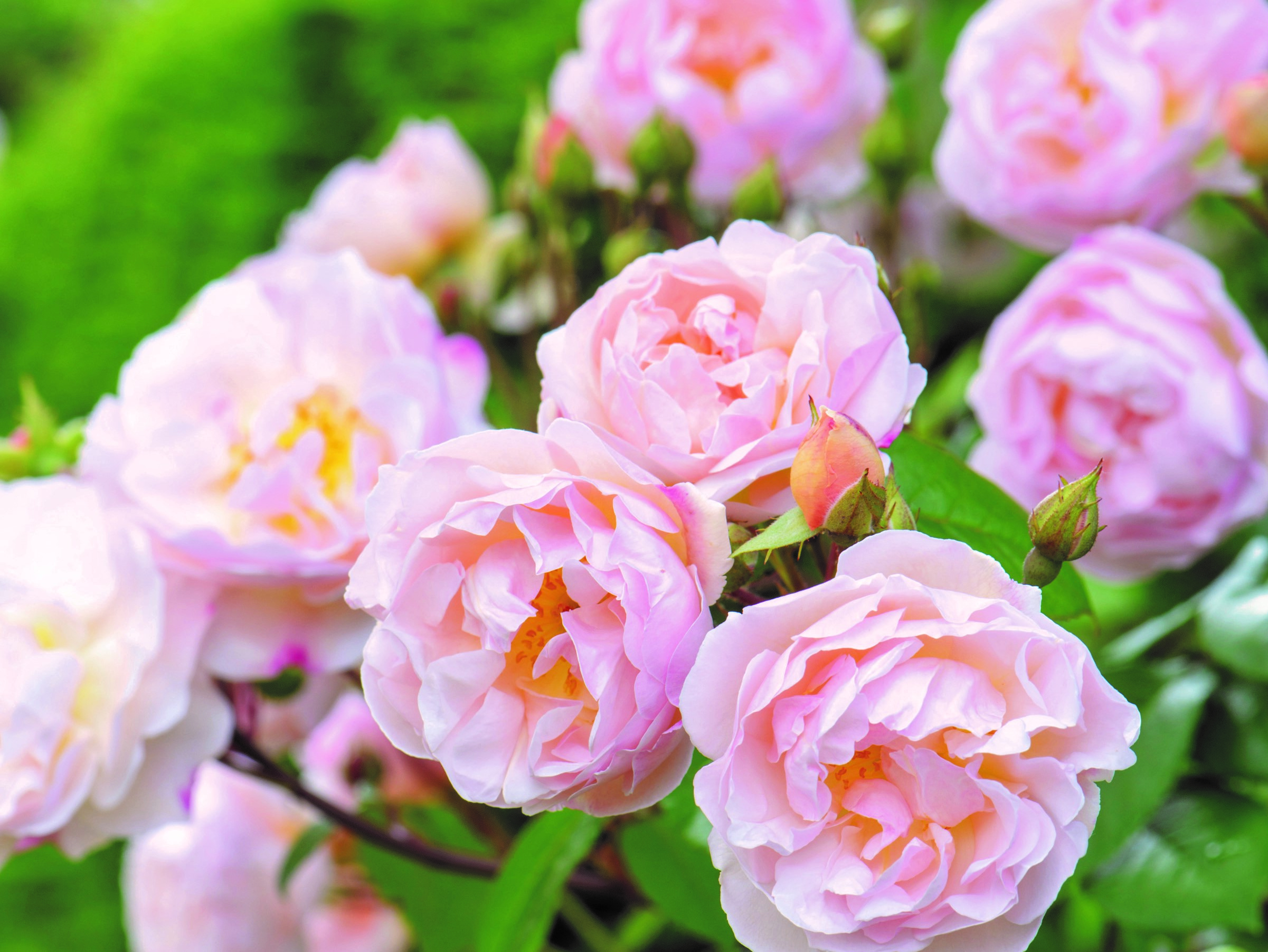 Rosa 'The Lady of the Lake'-0