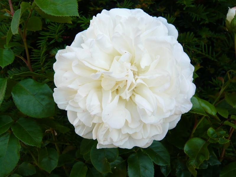 Rosa 'Tranquillity' ® (Ausnoble)-6559