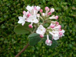 Viburnum carlesii 'Compactum'-0