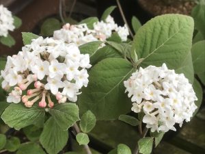 Viburnum carlesii 'Aurora'-0