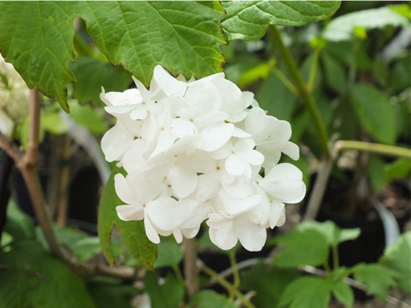 Viburnum opulus 'Sterile Roseum' -0