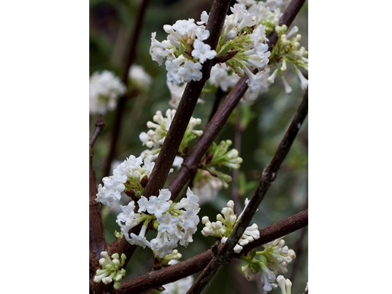 Viburnum farreri 'Candissimum'-0