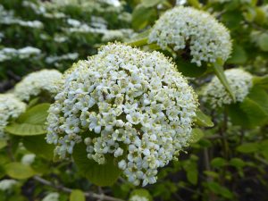 Viburnum lantana 'Aurea'-0