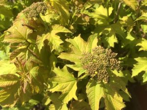 Viburnum opulus 'Aureum'-0