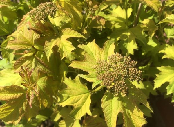 Viburnum opulus 'Aureum'-0