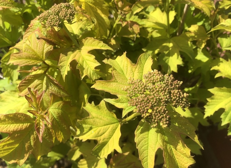 Viburnum opulus 'Aureum'-0