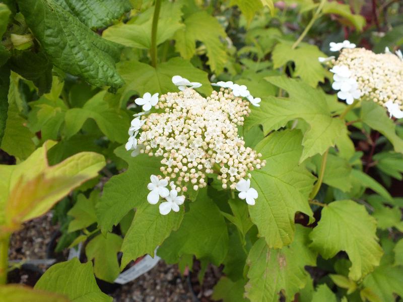 Viburnum opulus 'Aureum'-6822