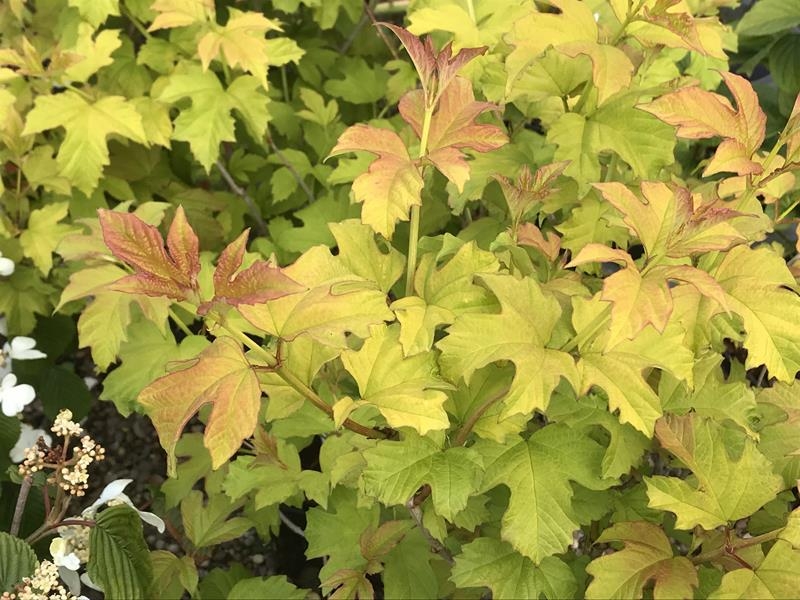 Viburnum opulus 'Aureum'-16057
