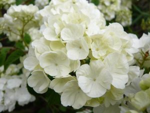 Viburnum plicatum 'Popcorn'-0