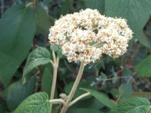 Viburnum rhytidophyllum 'Willowwood'-0