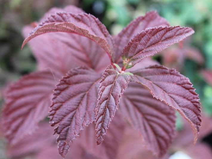 Viburnum x bodnantense 'Charles Lamont'-26472