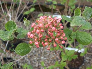 Viburnum x burkwoodii 'Fulbrook'-0