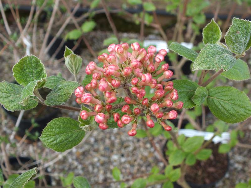Viburnum x burkwoodii 'Fulbrook'-0