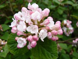 Viburnum x carlcephalum 'Cayuga'-0