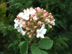 Viburnum x carlcephalum-0
