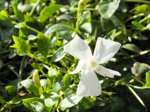 Vinca minor f. alba -0