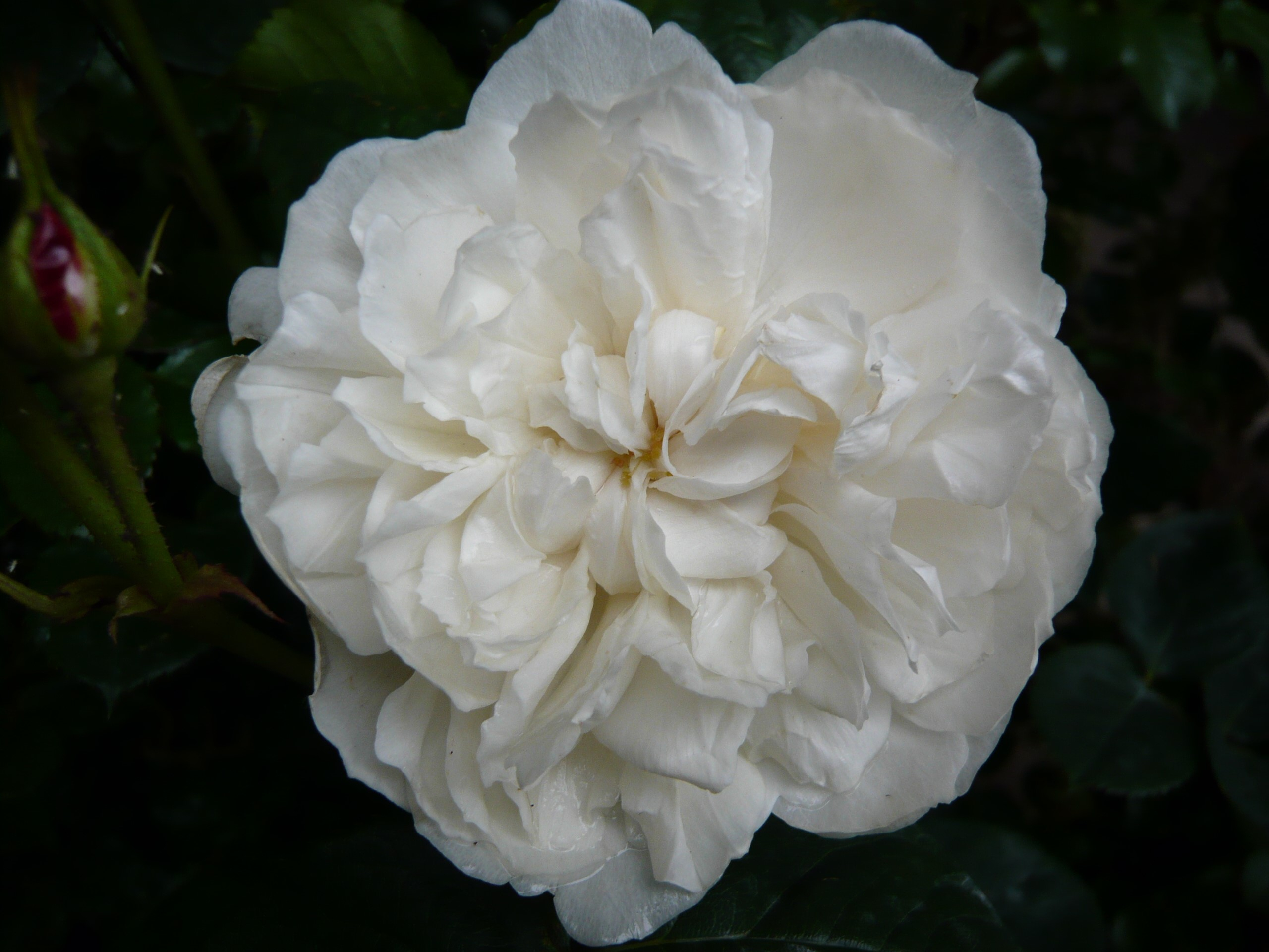 Rosa 'William and Catherine' (Ausrapper)-25962