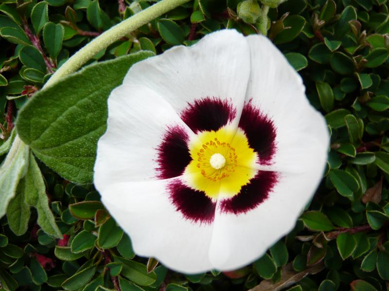 Halmiocistus wintonensis-6934