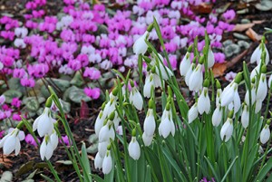 Snowdrops and Cyclame news image