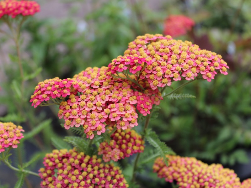 Achillea 'Paprika'-0