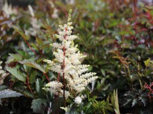 Astilbe x arendsii 'Cappuccino'-0