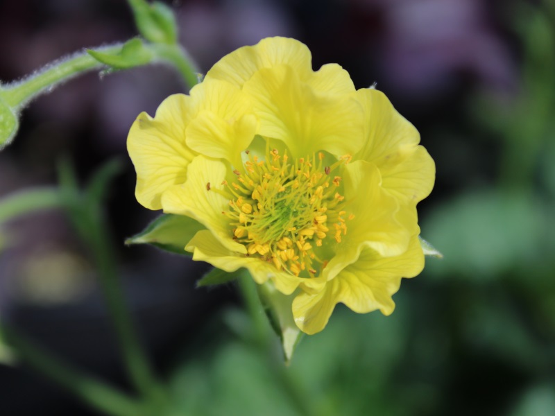 Geum 'Banana Daquiri'-0