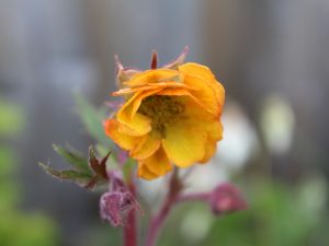 Geum 'Blood Orange'-0