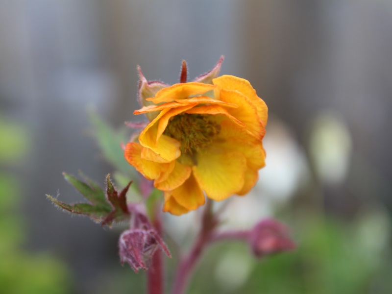 Geum 'Blood Orange'-0