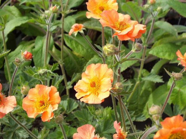 Geum 'Totally Tangerine'-0