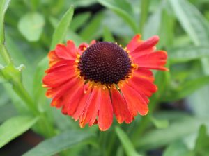 Helenium 'Mardi Gras'-0