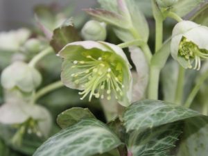 Helleborus lividus ‘Purple Ear’-0