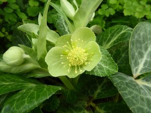 Helleborus lividus ‘White Marble’-0