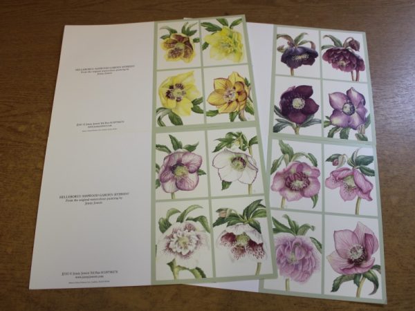 Jenny Jowett Hellebores Cards Pack of 4-0