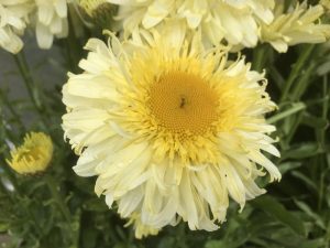 Leucanthemum x superbum 'Real Charmer'-0