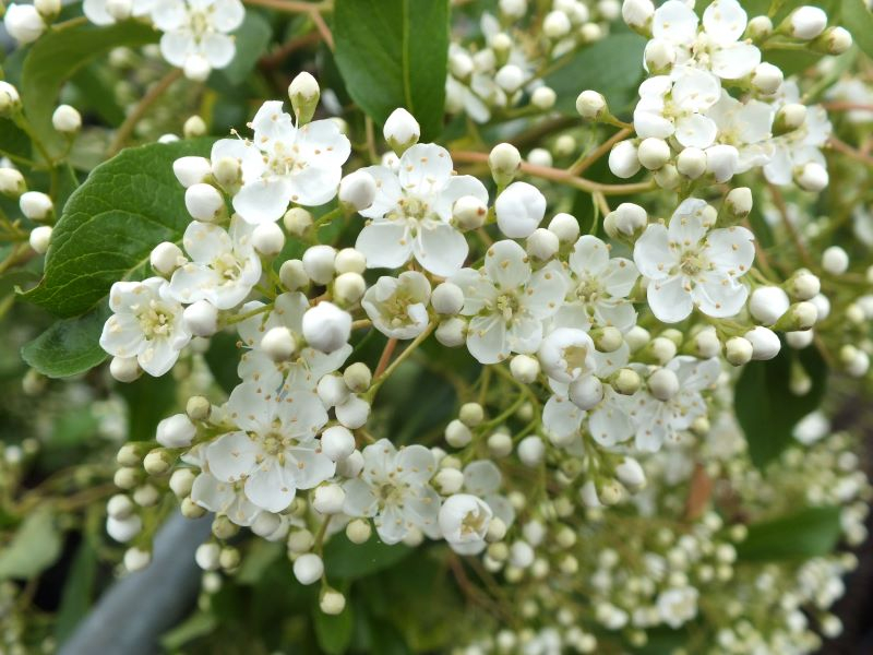 Pyracantha ‘Saphyr Orange’ syn ‘Cadange’(PBR)-24981