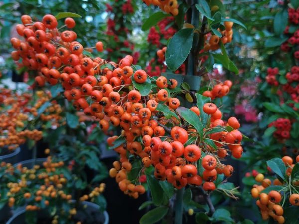 Pyracantha ‘Saphyr Orange’ syn ‘Cadange’(PBR)-0
