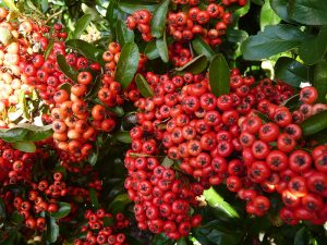Pyracantha ‘Saphyr Rouge’ syn ‘Cadrou’(PBR)-0